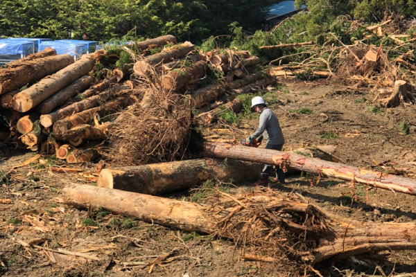 株式会社KAWAKOUの伐採工事
